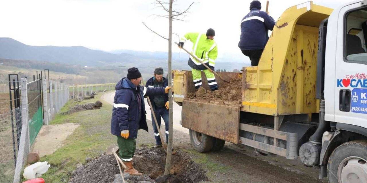 Yol kenarları yeşile bürünecek