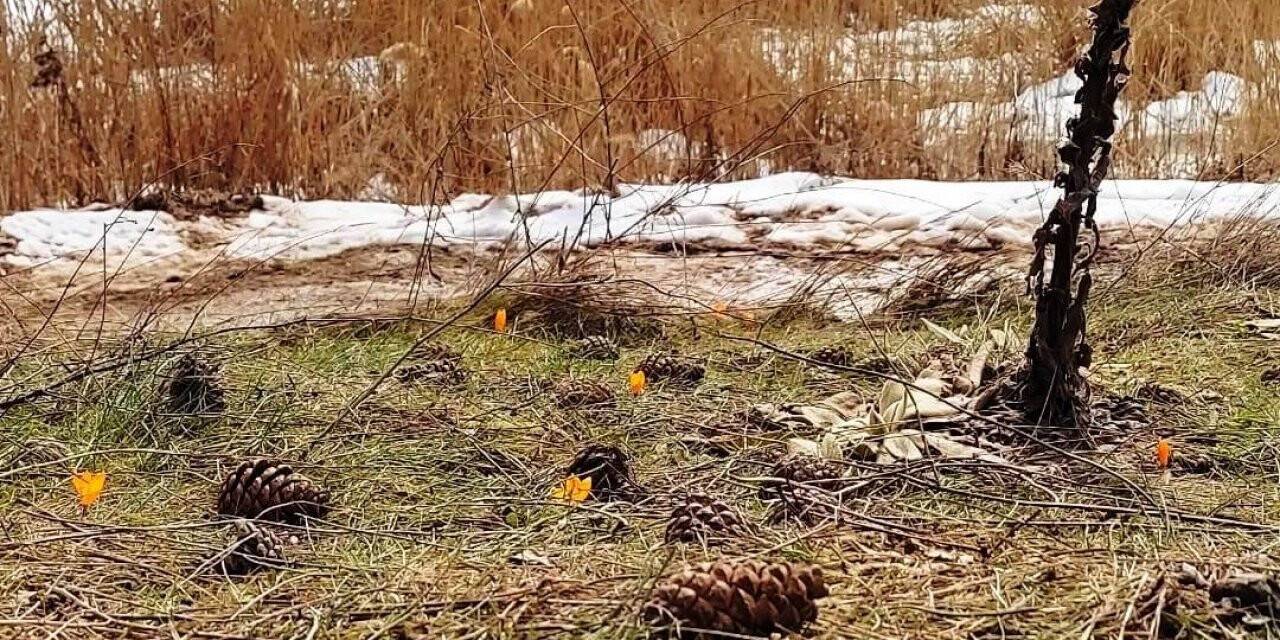 Kar ve çiçek açan çiğdemler yan yana