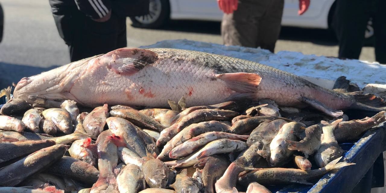 80 kiloluk dev balık tezgâhta alıcı buluyor