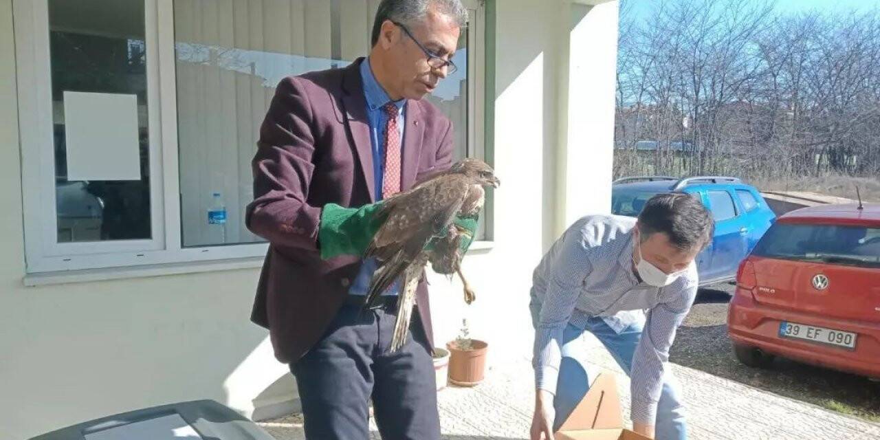 Yaralı şahin tedavi altına alındı