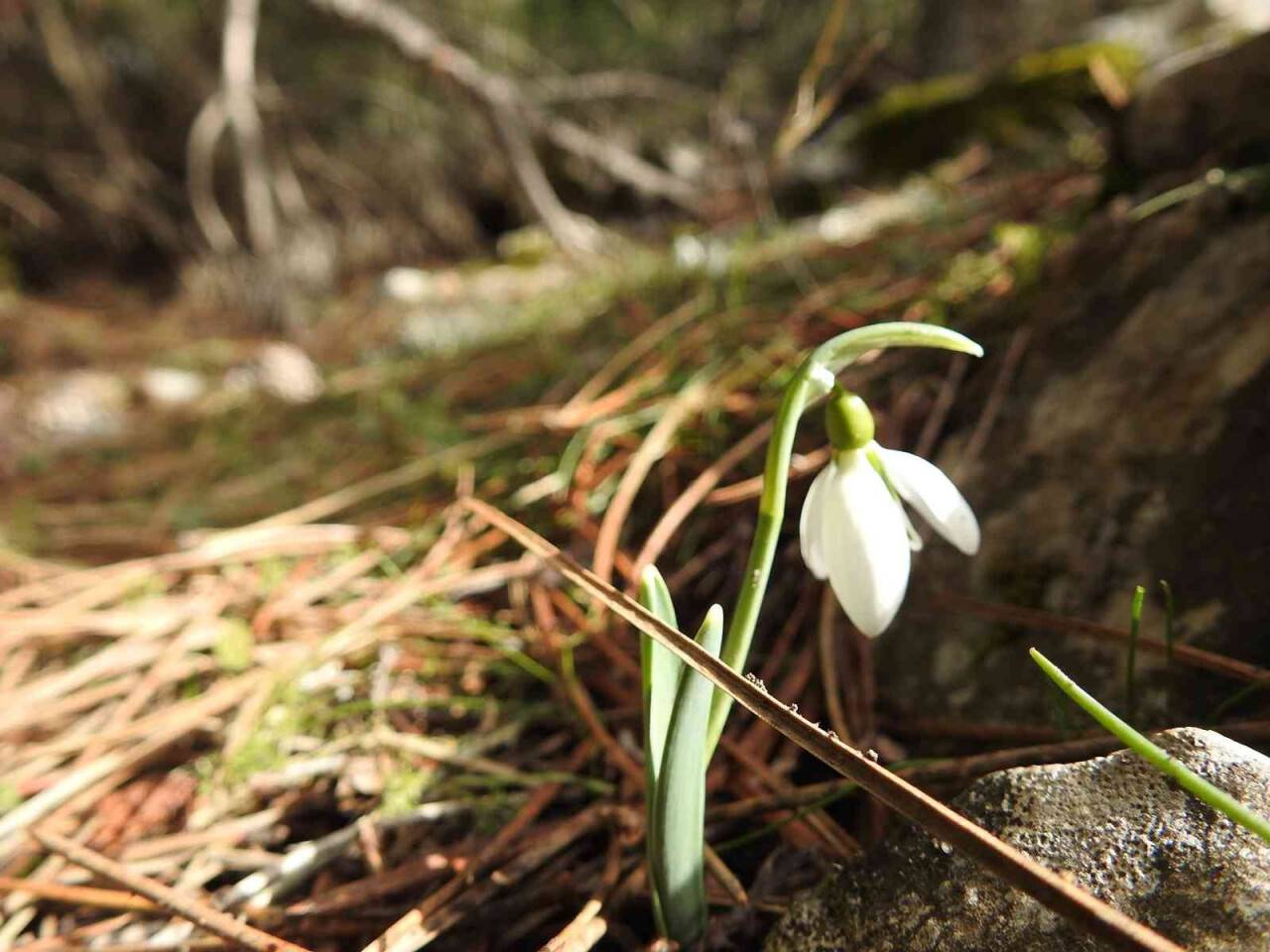 Bu çiçeği koparmanın cezası 109 bin 593 TL