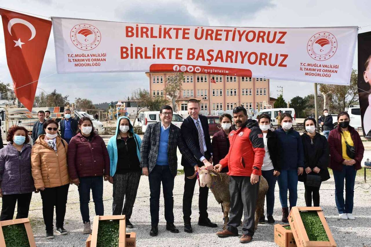 Bodrum ve Milas’ta 70 kadın üreticiye 700 koyun