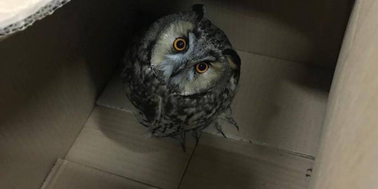Türkeli’de yaralı baykuş köpek saldırılarından kurtarıldı
