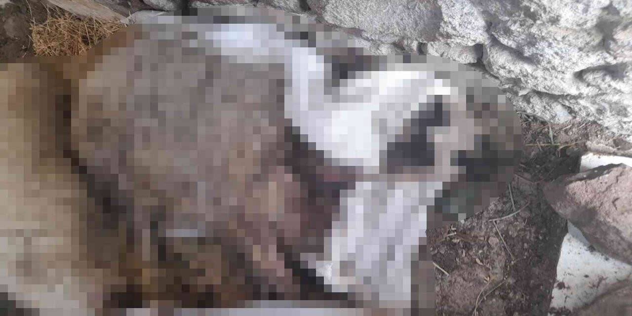 Saldırıdan kaçan ölü koyunlar sahile vurdu