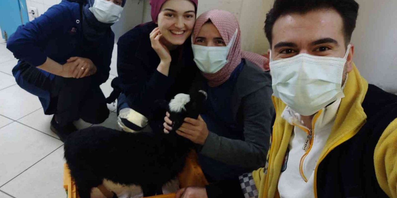 Ayağı kırılan kuzu  devlet hastanesinde tedavi edildi