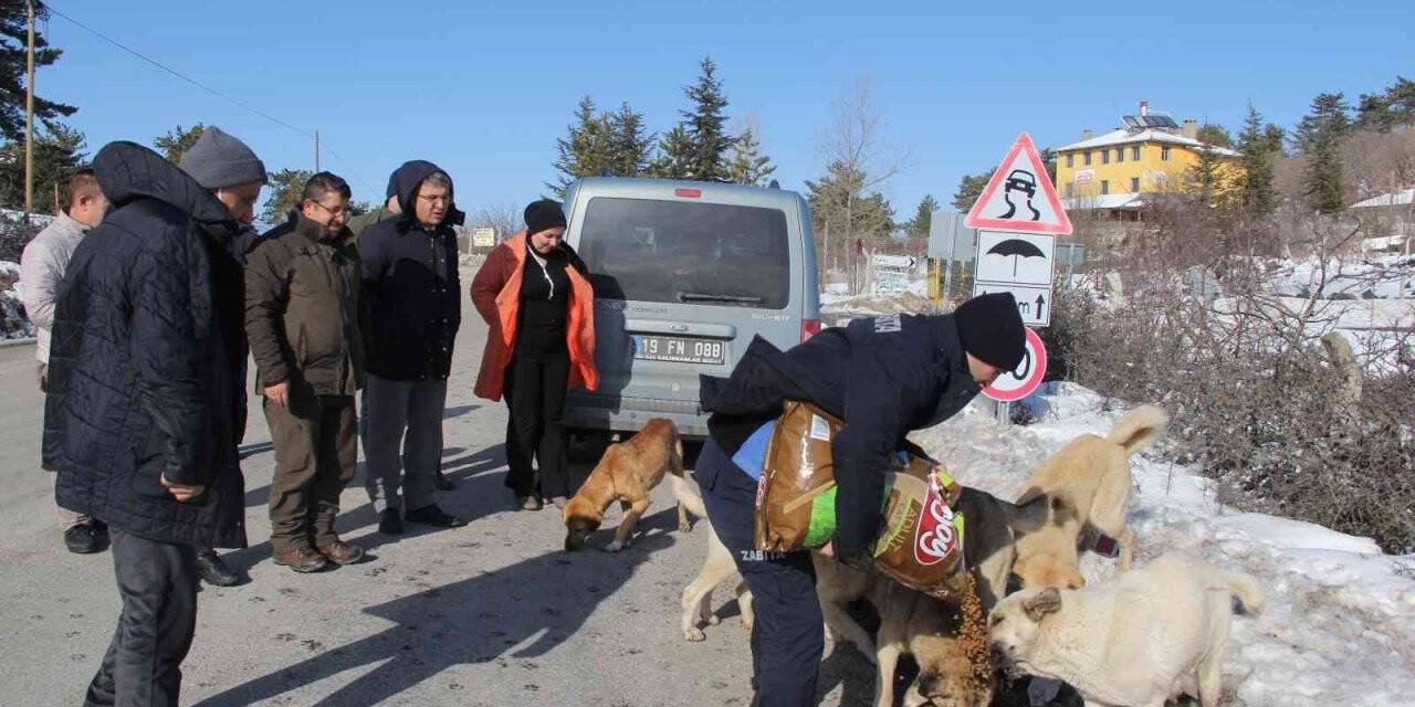 İskilip’te doğaya yem bırakıldı