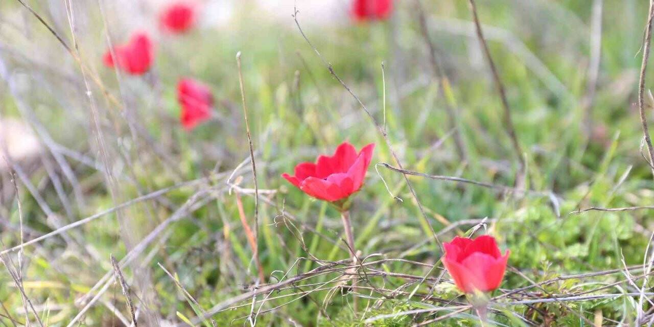 Yatağan’da laleler 1 ay erken açtı
