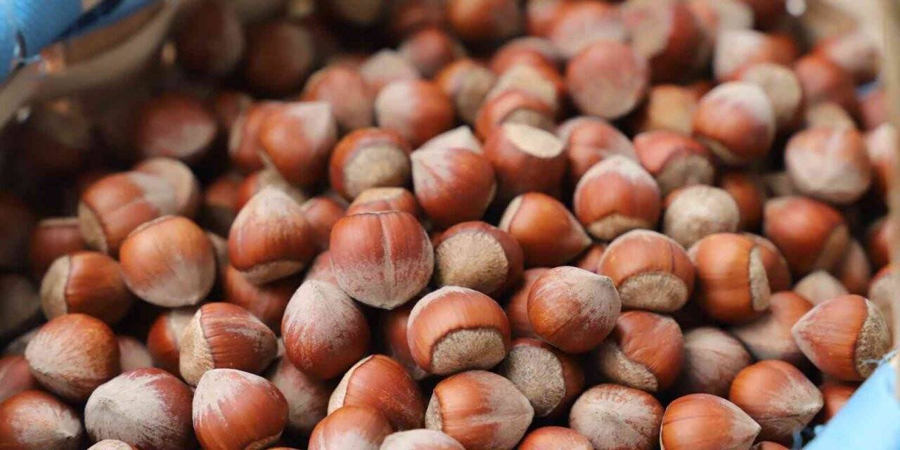 Giresun tombul fındığı artık Avrupa Birliği tescilli