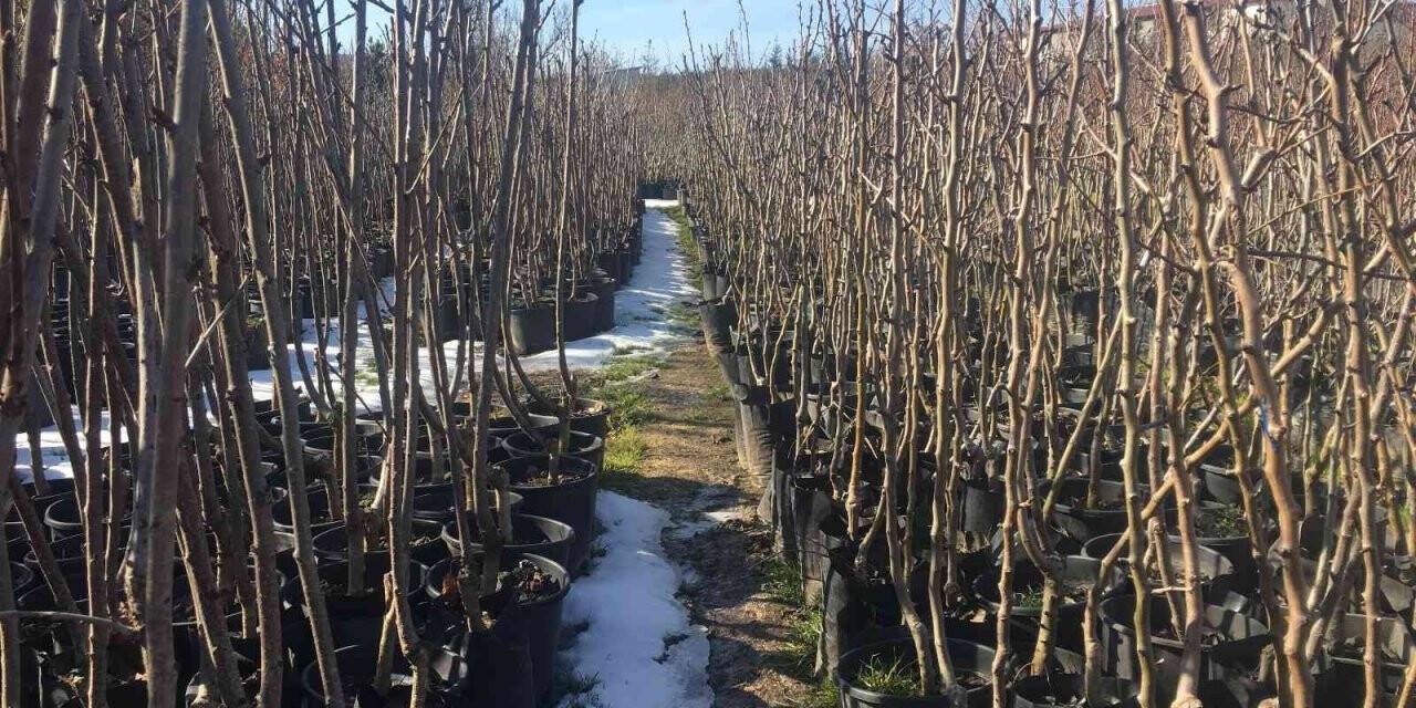 Ağaç yetiştirmek sabır gerektiriyor