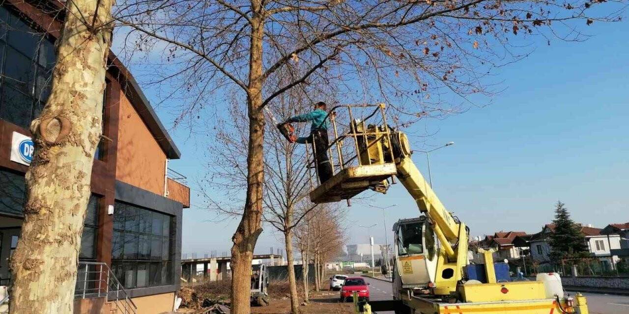 Başiskele’de ağaçlara bakım yapıldı