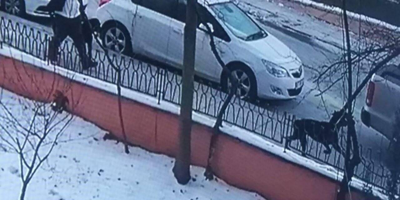 Ankara’da bir hayvansever çalınan 2 köpeğini 18 gündür sokak sokak arıyor