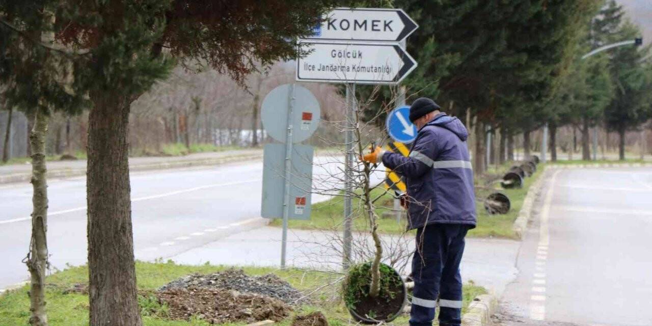 Gölcük’te 400 çınar ağacı dikilecek