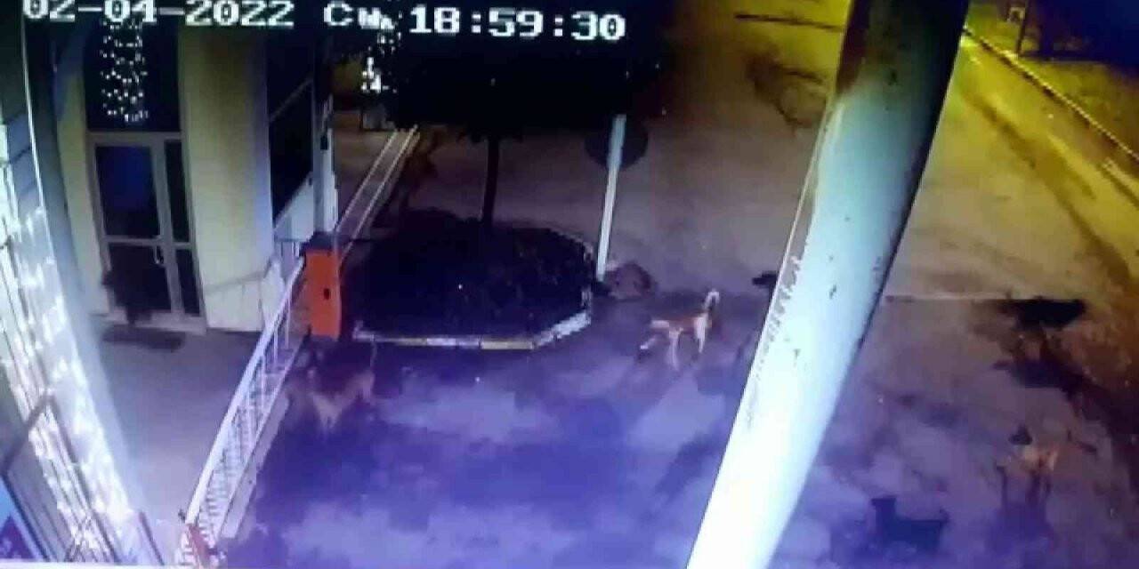 Tuzla’da beslediği köpeklerin saldırısına uğradı, yine de köpekleri beslemekten vazgeçmedi