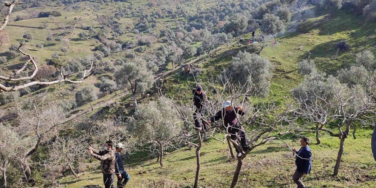Yenipazar’da proje kapsamında antep fıstığı ağaçlarının budaması yapıldı