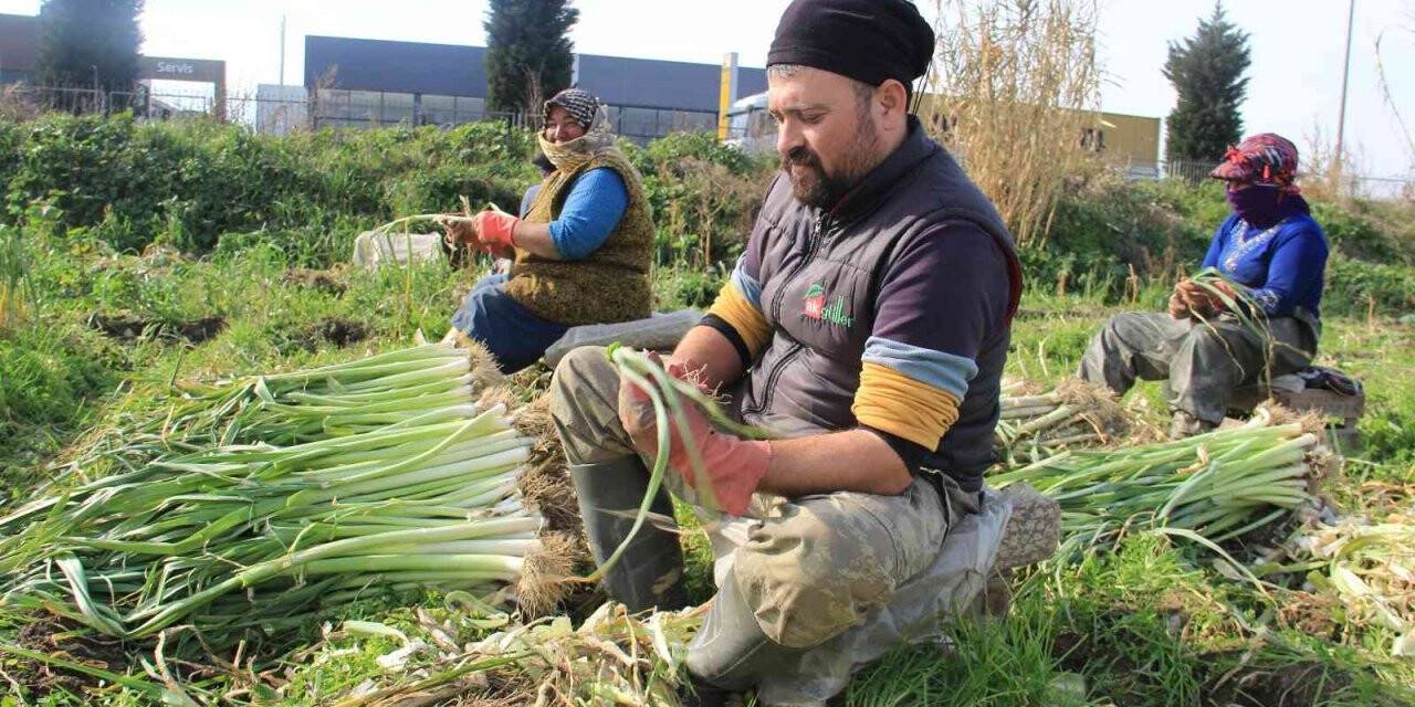 Aydın’da pırasa hasadı başladı, üreticiler de aracılardan dert yandı