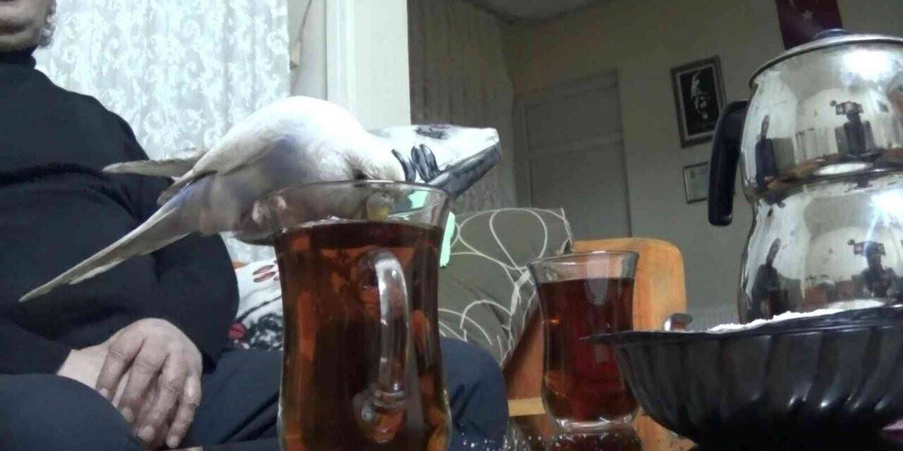 Bu çayın tiryakisi bir başka