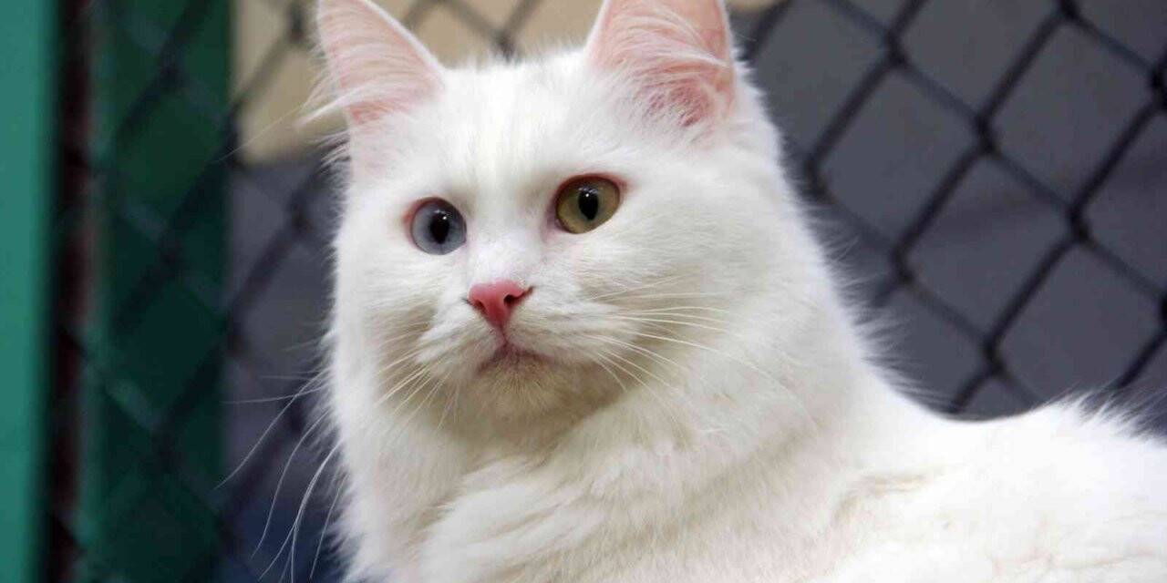 Van kedileri yılda üç kez ‘kızgınlık dönemine’ giriyor