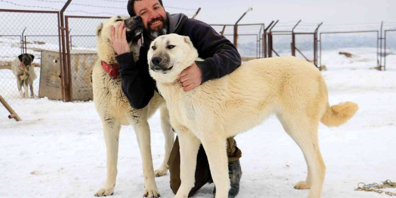 Kangallar saldırmaz korur