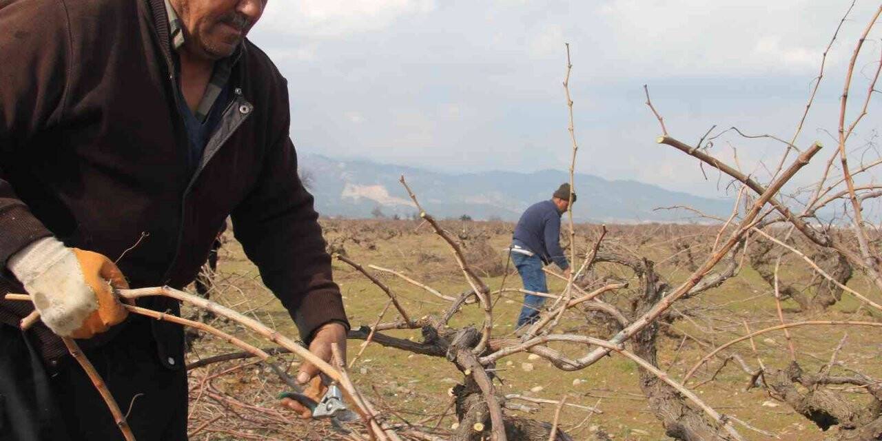 Antep karası üzümünde budama mesaisi başladı
