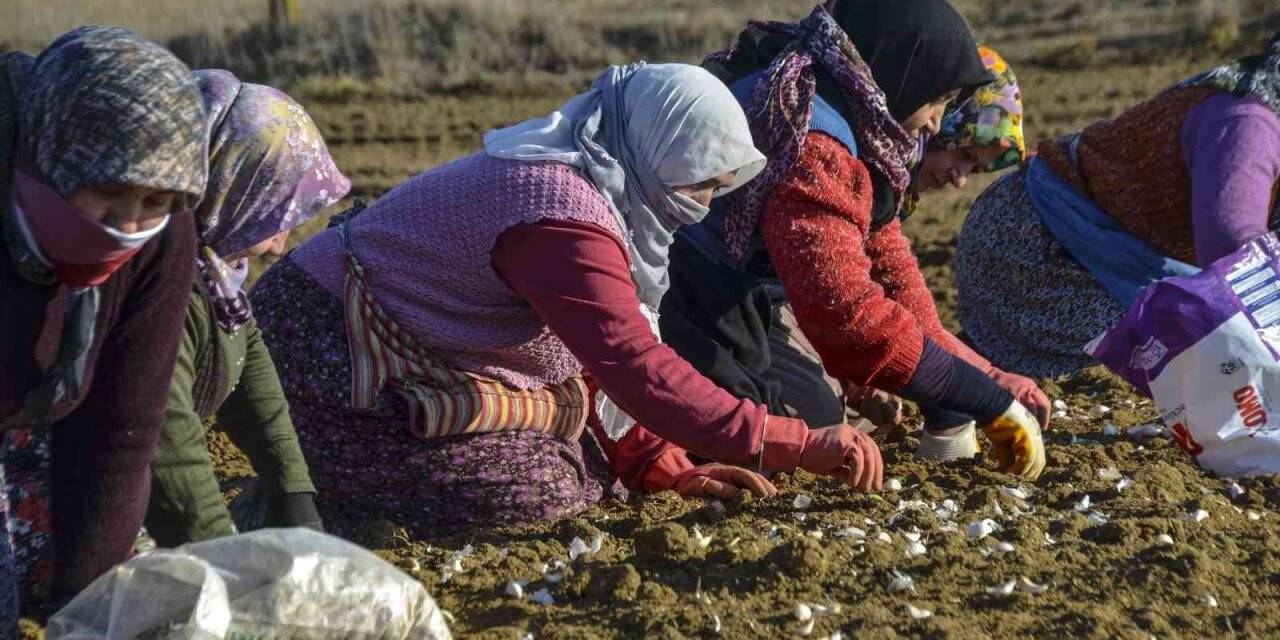 "Beyaz altın" toprakla buluştu