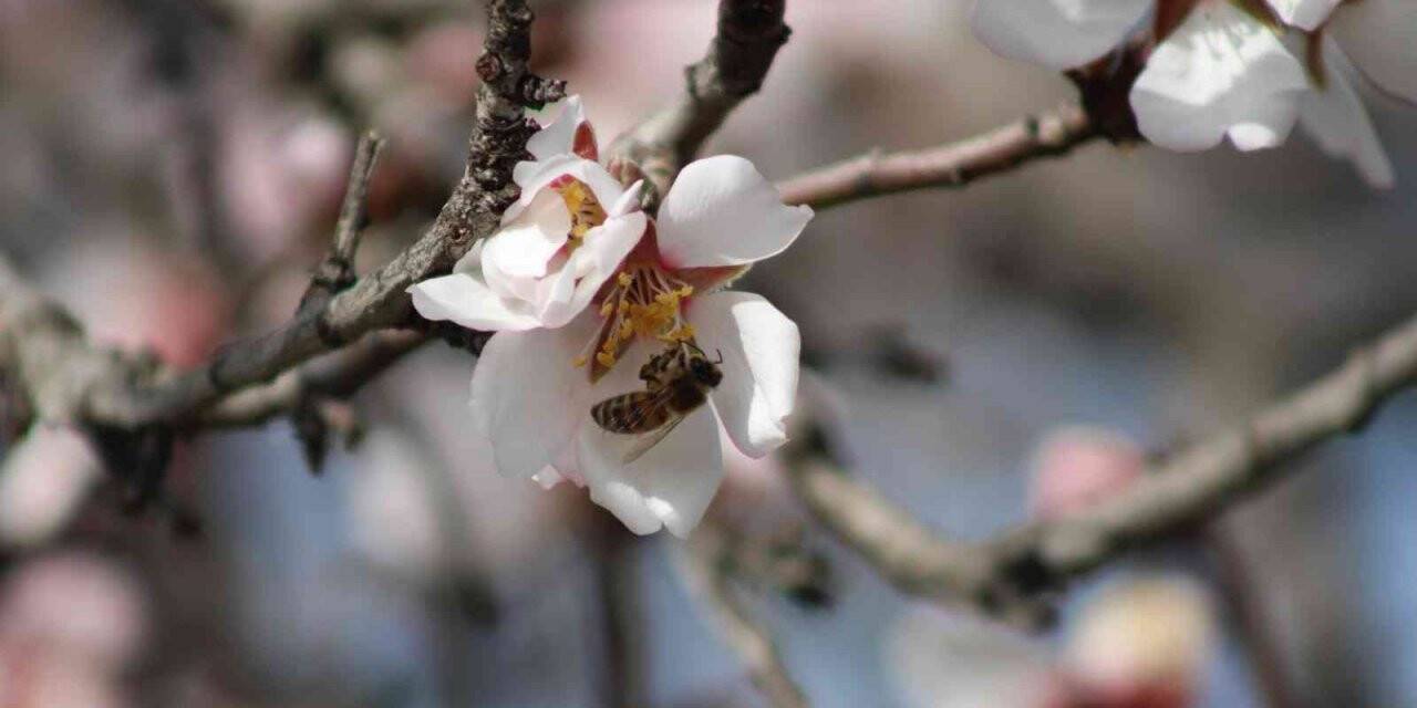 Aydın’da baharın müjdecisi bademler erken çiçek açtı