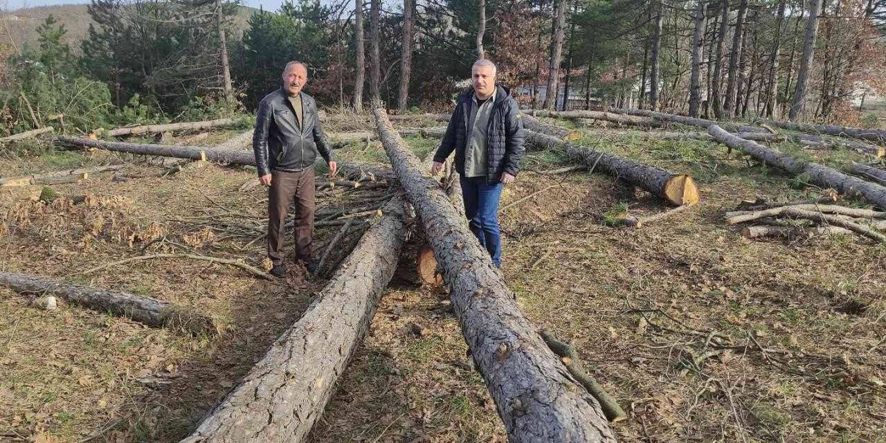 Milli Emlak’tan kiraladığı ormanda katliam yaptı