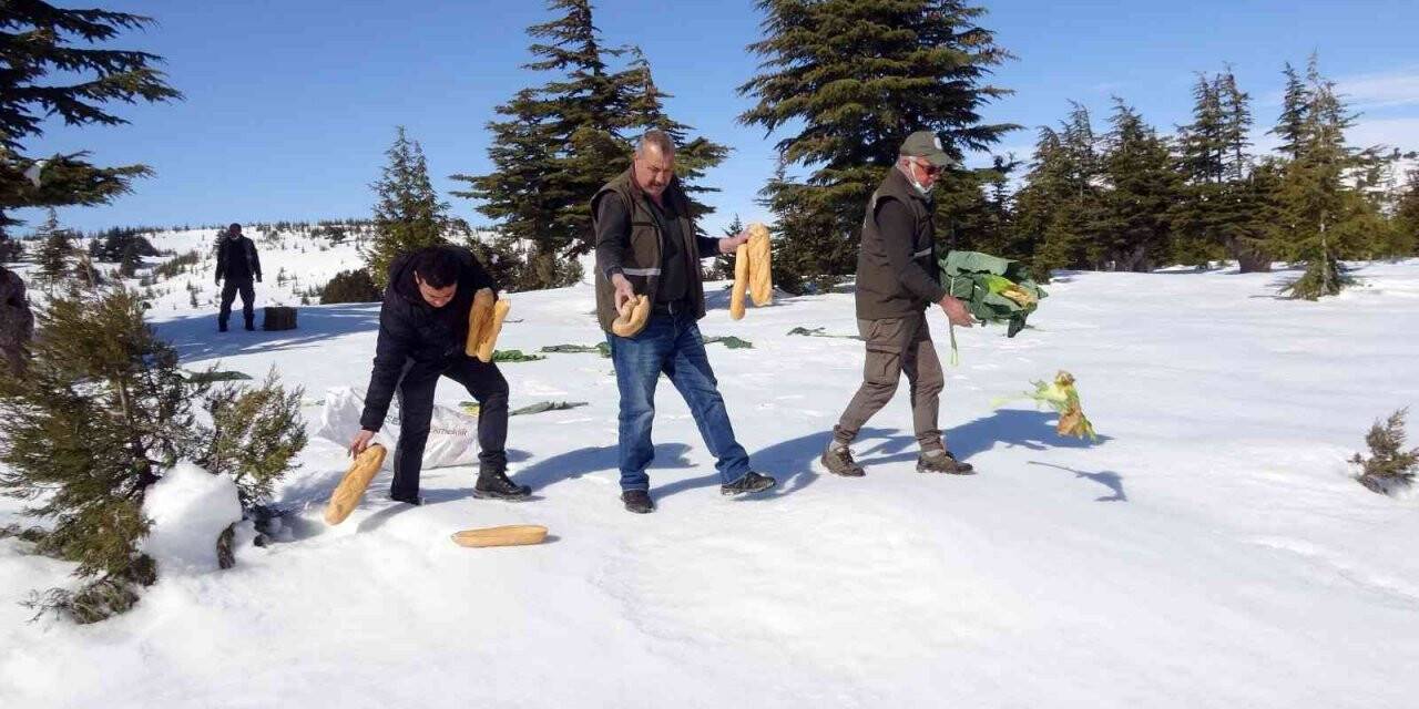 Mersin’de yaban hayvanları için doğaya 84 ton yem bırakıldı