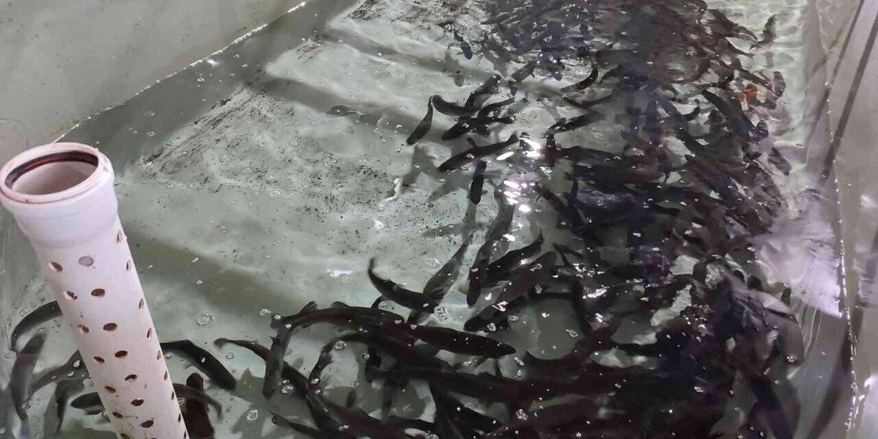 Atatürk Üniversitesi’nde yavru balık üretimi