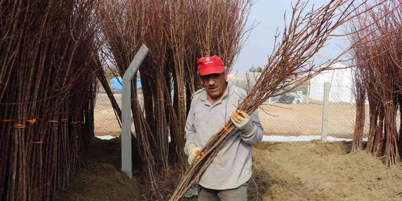 Üretici kayısı fidanına büyük ilgi gösteriyor