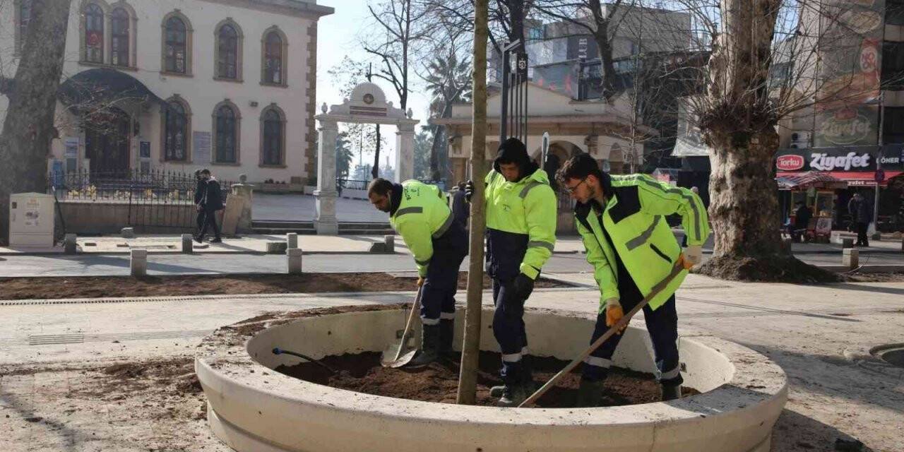 Asırlık çınarların yerine yenileri dikiliyor