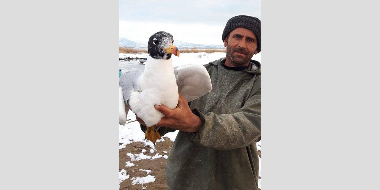 Beyşehir Gölü’nde ağa takılan martıyı balıkçı kurtardı