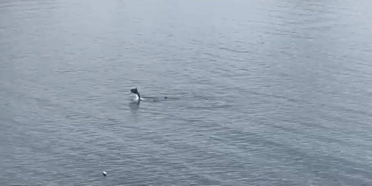 Bodrum’da yunus sürprizi