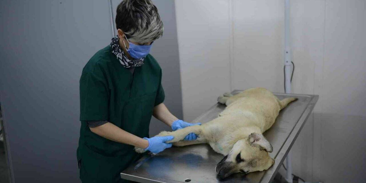 Otomobil çarpması sonucu yaralanan köpek hayata tutundu