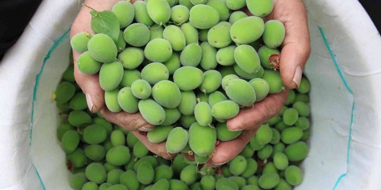 Turfanda çağla hasadı yapıldı, kilosu 500 TL’den satıldı