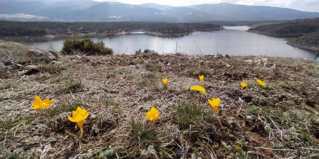 Kütahya’da çiğdemler çiçek açtı