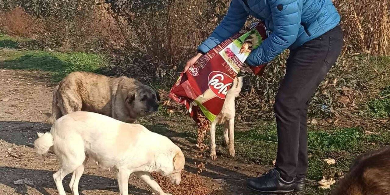 Efeler İlçe Tarım ve Orman Müdürlüğü ekipleri sokak hayvanlarını unutmadı