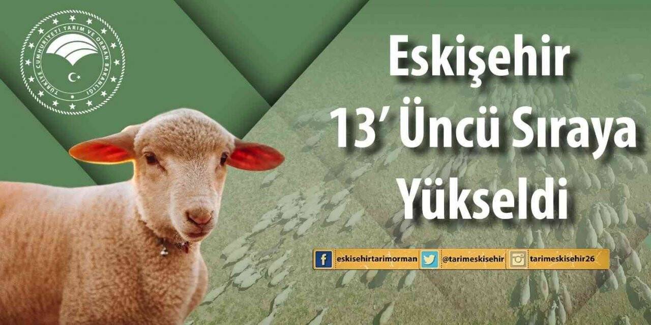 Eskişehir’de küçükbaş hayvan sayısı arttı