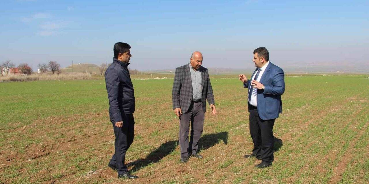 Yağışlar çiftçiyi umutlandırdı, hububat fiyatlarında düşüş bekleniyor