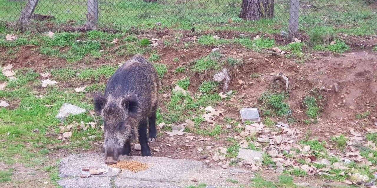 Aç kalan domuz kedilerin mamasına ortak oldu