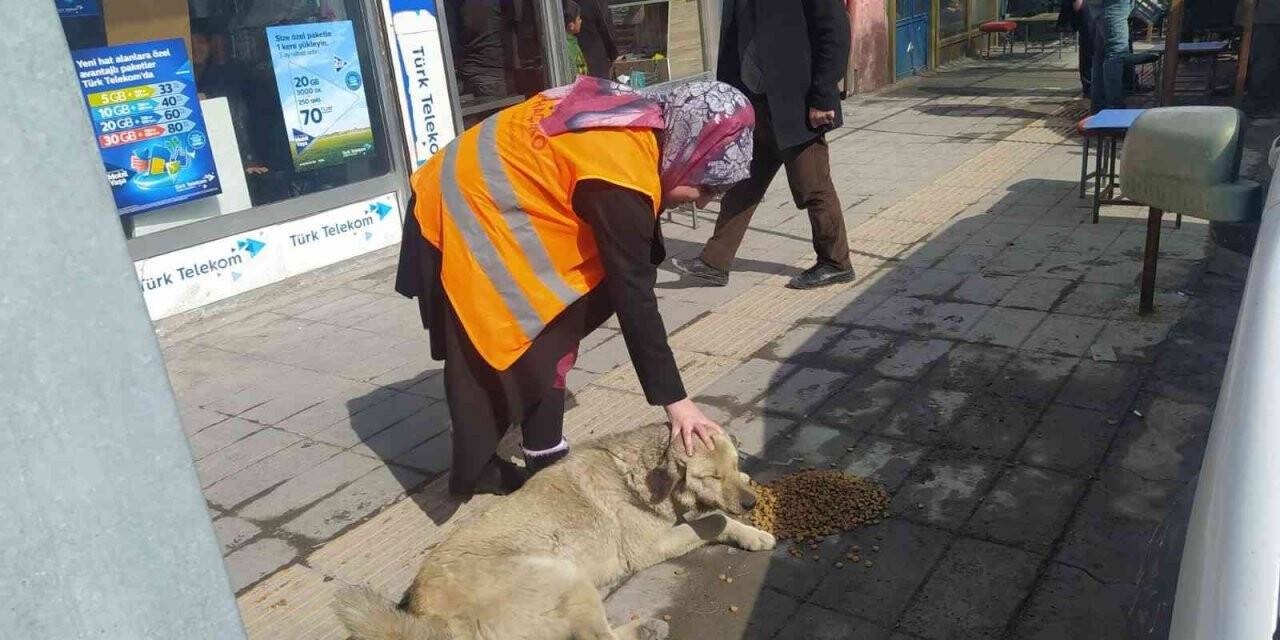 Özalp ilçesinde sokak hayvanları için beslenme etkinliği