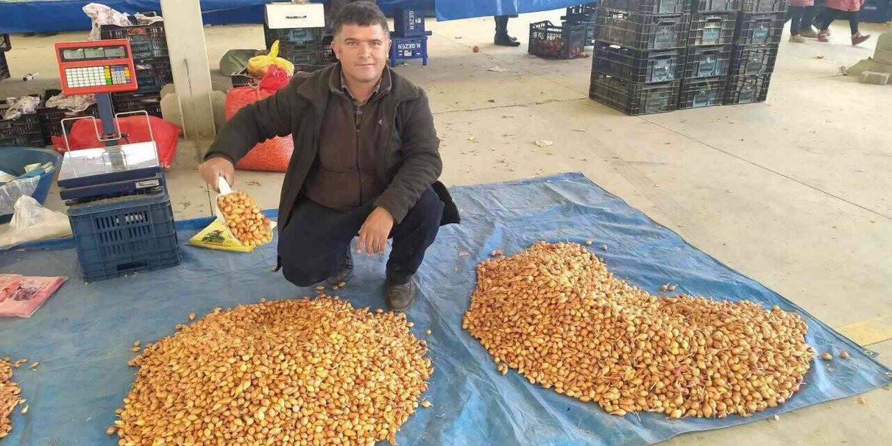 Tohumluk kuru soğanın kilogram fiyatını 5 TL’ye düştü