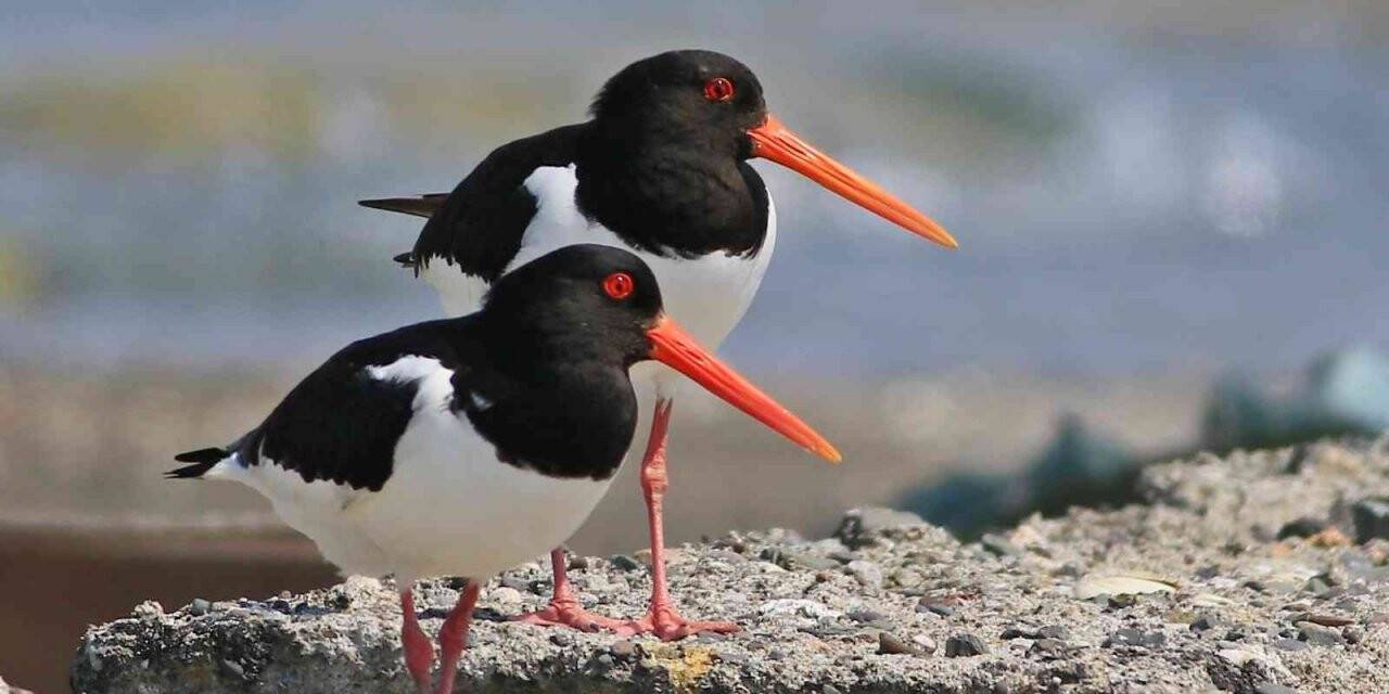 Hersek Lagünü’nde Poyrazkuşu sevinci