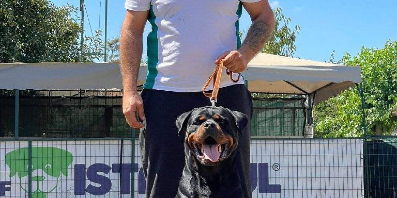 Hause Of İstanbul’da köpekler sosyal yaşama alıştırılıyor