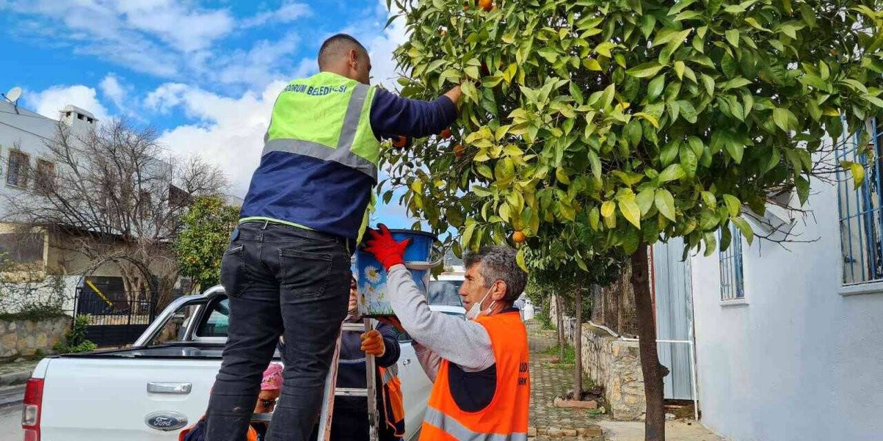 Kaldırımlardaki turunçlar reçel olacak