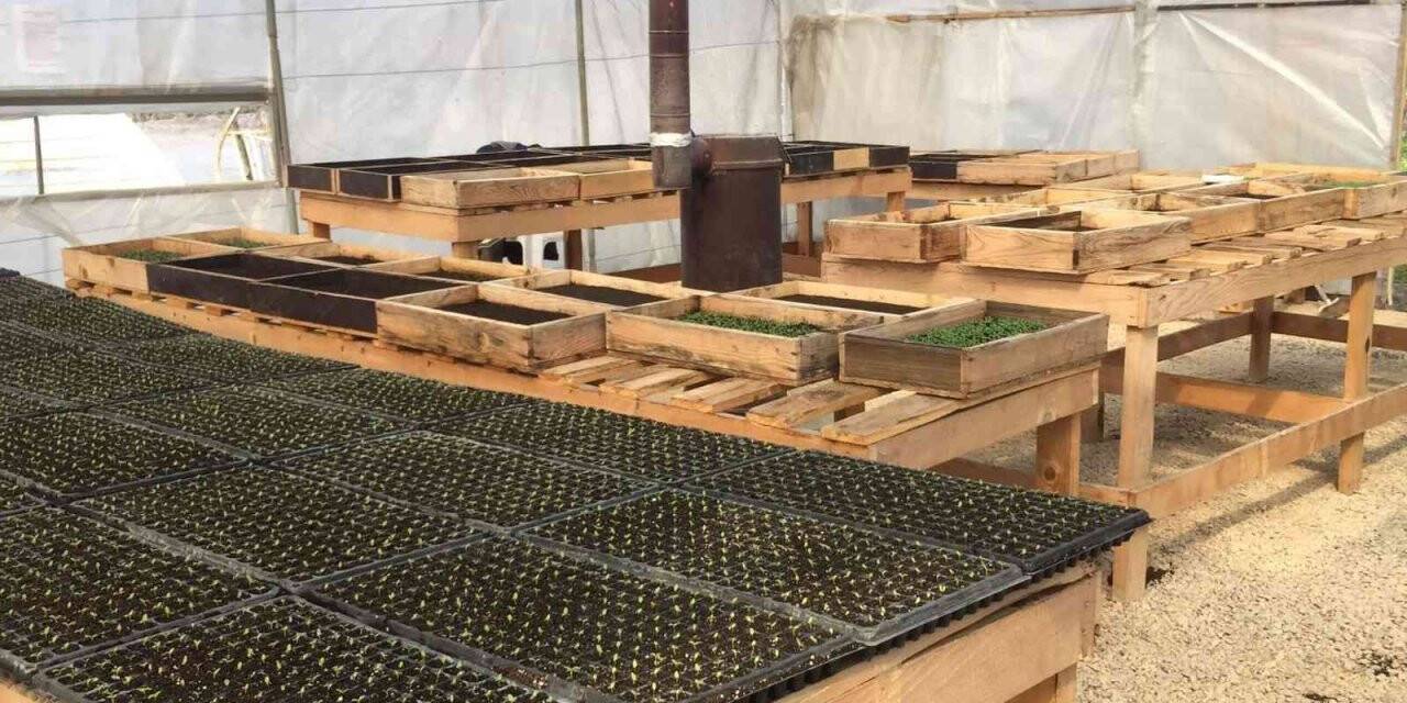 Safranbolu Belediyesi 55 bin yazlık çiçek tohumu ekimine başladı