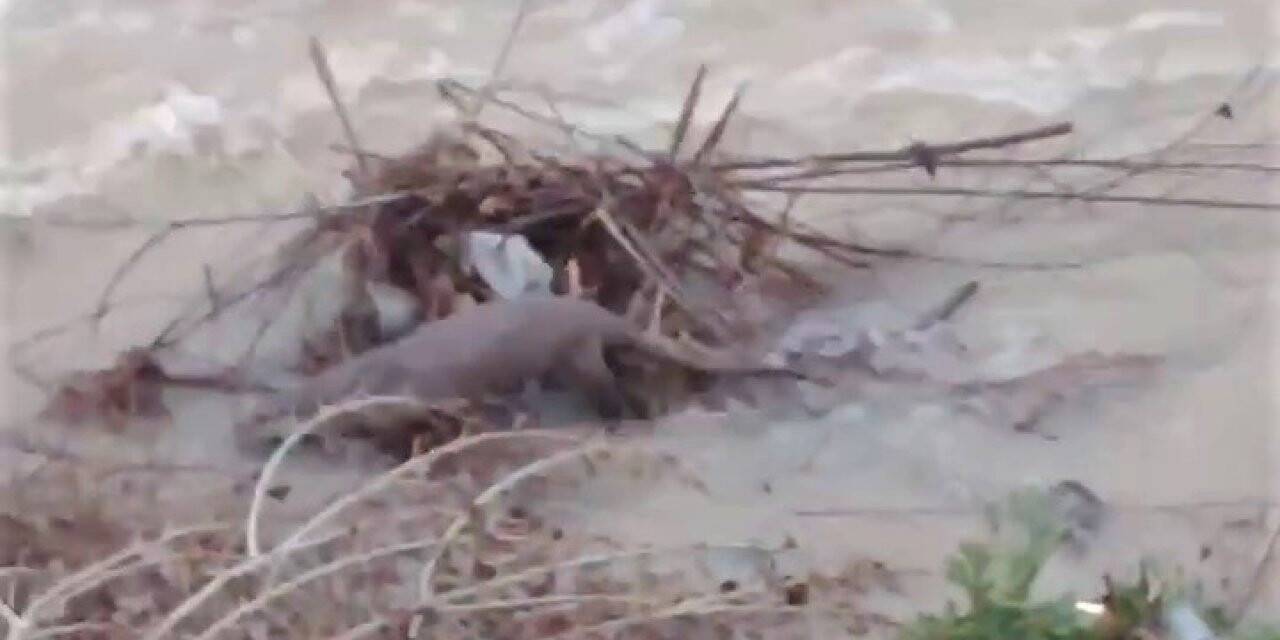 Nesli tükenmek üzere olan su samurları Araç Çayı’nda görüntülendi