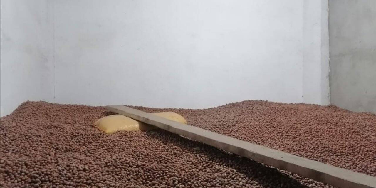 Giresun’da fındık fiyatı düştü