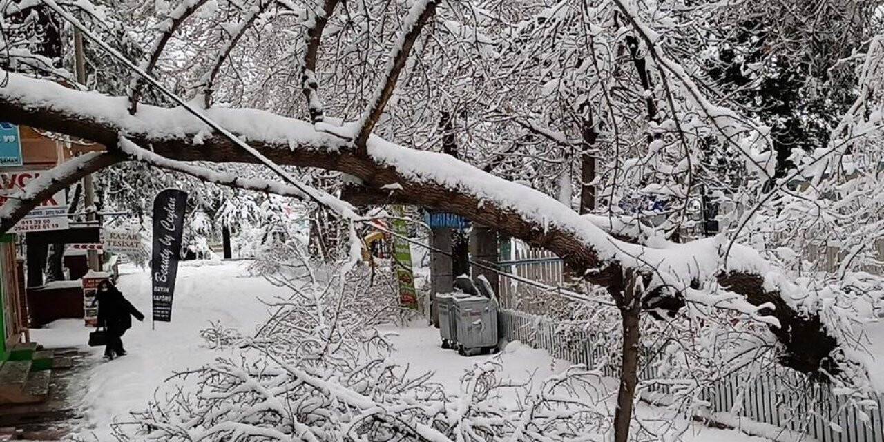 Konya’da kar yağışı ağaçları devirdi