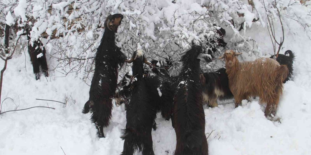Doğal yaşam alanları karla kaplanan dağ keçileri, ağaç dallarıyla beslendi