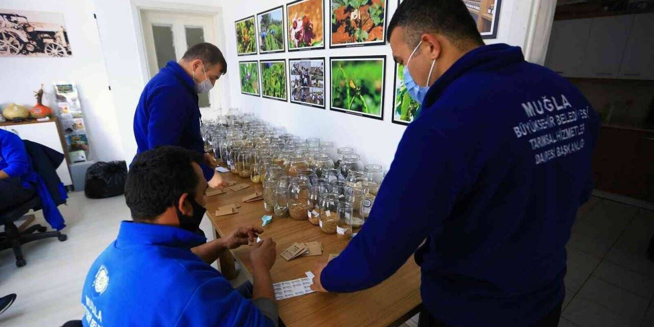 Bir ayda 7 milyon yerel tohum dağıtıldı